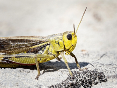 Arcyptera Fusca — 20250811 — 70 × 50 cm