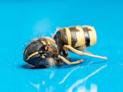 Vespula Vulgaris — 20250521 — 60 × 40 cm