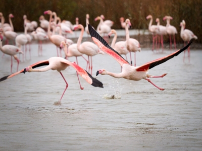 Phoenicopterus Roseus — 20251201 — 40 × 30 cm