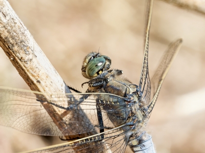 Black-tailed Skimmer in 20250516 — 60 × 40 cm