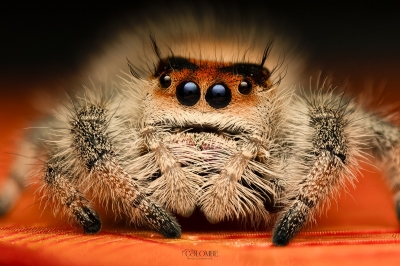 20250124,25 Abaddon Phidippus Regius Florida — 60 × 40 cm