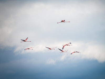 Phoenicopterus Roseus — 20251201 — 60 × 40 cm