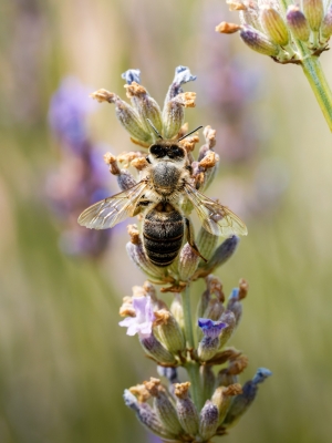 Apis Mellifera — Venoy — 50 × 70 cm