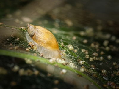 Succinea Putris — 20250722 — 60 × 40 cm