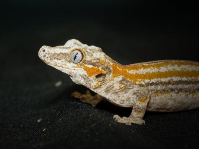 Rhacodactylus Auriculatus — 20251115-2025-11-15 — 60 × 40 cm