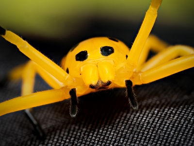 Platythomisus Octomaculatus — 20251118-2025-11-15 — 70 × 50 cm