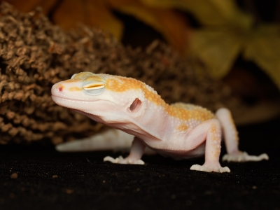 Eublepharis Macularius — 20251114-2025-11-15 — 40 × 30 cm