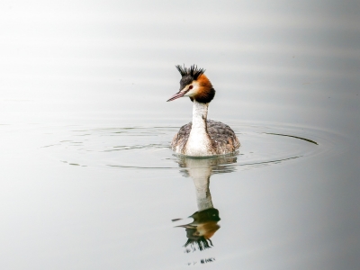 Podiceps Cristatus — Congis-sur-Thérouanne