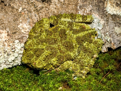 Theloderma Corticale — 20251115-2025-11-15 — 40 × 30 cm