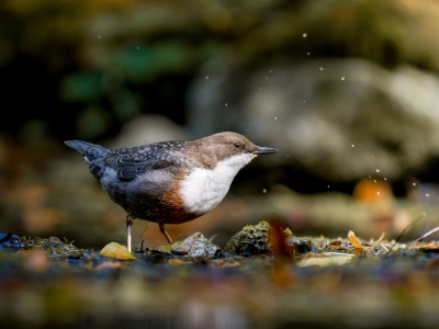 White-throated Dipper in Menétrux-en-Joux — 70 × 50 cm