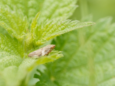 Aphrophora Alni — 20250601 — 70 × 50 cm