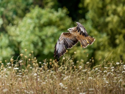 Common Buzzard in Cheny 