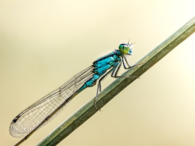 Ischnura Elegans — Cheny — 60 × 40 cm