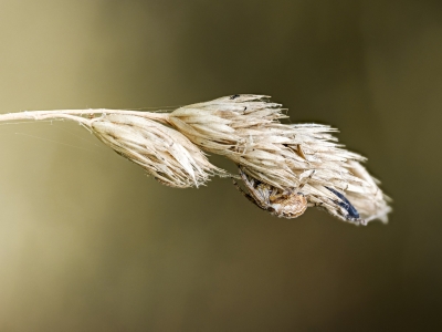 Larinioides Cornutus — Cheny — 40 × 30 cm