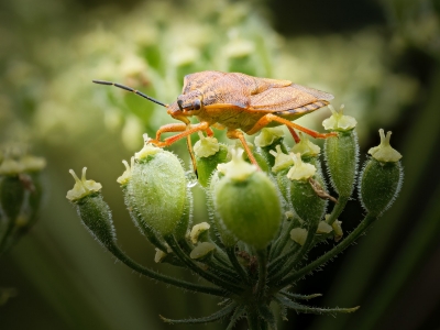 Carpocoris Purpureipennis — 20250722 — 70 × 50 cm