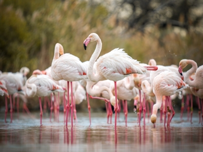 Phoenicopterus Roseus — 20251201 — 70 × 50 cm