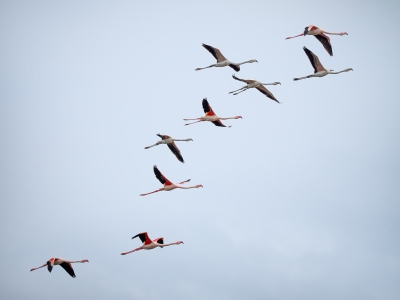 Phoenicopterus Roseus — 20251201 — 70 × 50 cm
