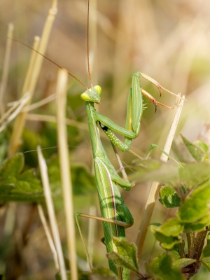 European Praying Mantis in Venoy — 40 × 60 cm