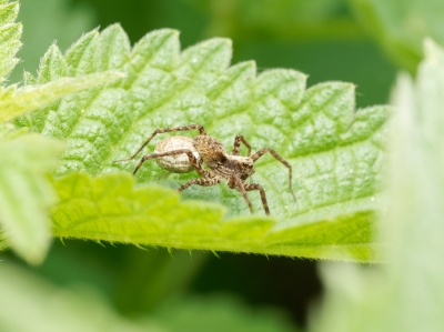 Pardosa Spec — 20250601 — 70 × 50 cm