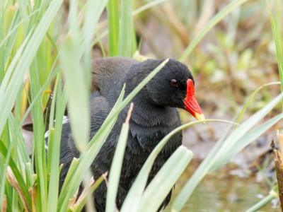 Gallinula Chloropus — 20250518 — 60 × 40 cm