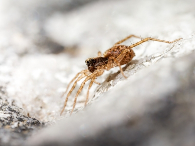 Pardosa Spec. — Les Bordes — 40 × 30 cm