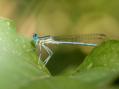Platycnemis Pennipes — Cheny — 60 × 40 cm