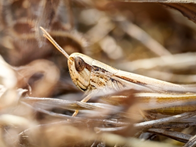 Euchorthippus Elegantulus — Venoy — 70 × 50 cm