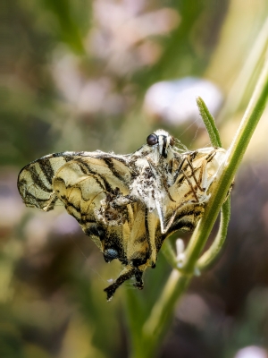 Papilio Machaon — Venoy — 50 × 70 cm