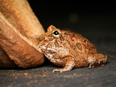 Ceratophrys Cranwelli — 20251115-2025-11-15 — 40 × 30 cm