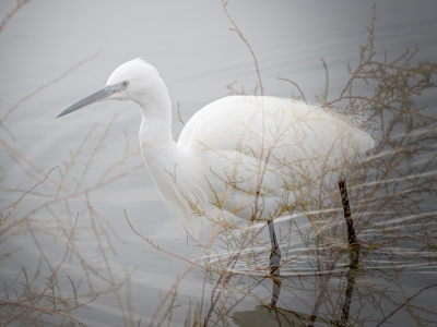 Egretta Garzetta — 20251201 — 40 × 30 cm