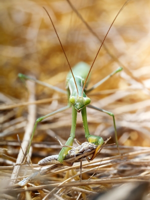 European Praying Mantis in Venoy — 50 × 70 cm