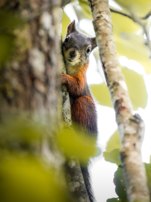 Sciurus Vulgaris — Le Frasnois — 40 × 60 cm