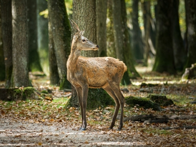 Cervus Elaphus — 20251014 — 60 × 40 cm