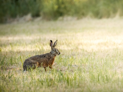 Lepus Europaeus — Rosnay — 70 × 50 cm
