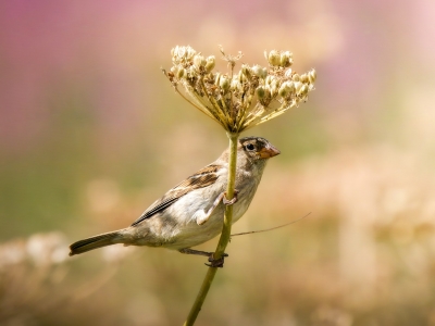 House Sparrow in Tignes — 70 × 50 cm