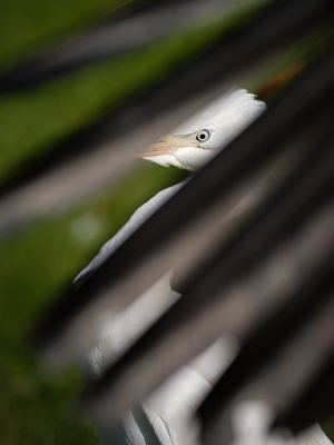 Ardea Ibis — 20251014 — 40 × 60 cm