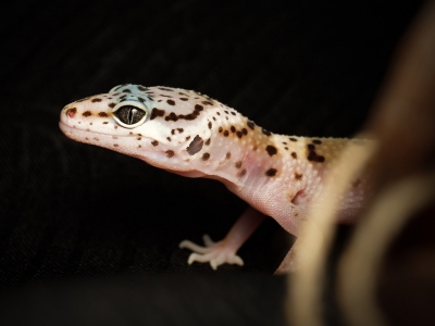 Eublepharis Macularius — 20251114-2025-11-15 — 60 × 40 cm