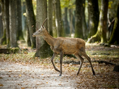 Cervus Elaphus — 20251014 — 60 × 40 cm