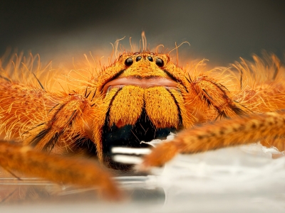 Heteropoda David Bowie — 60 × 40 cm