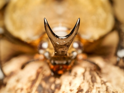 Megasoma Anubis — 20251026 — 60 × 40 cm