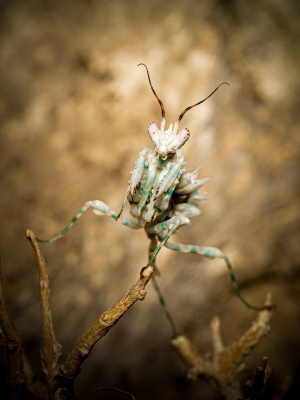 Pseudocreobotra Lestoni — 50 × 70 cm