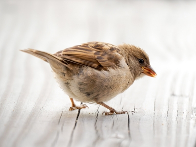 House Sparrow in Tignes — 60 × 40 cm