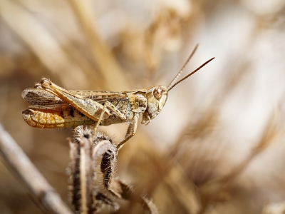 Chorthippus Biguttulus — Cheny — 40 × 30 cm