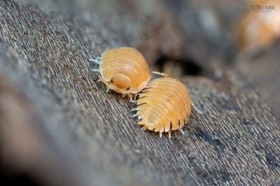 20250125 Porcellio Pruinosus Orange — 60 × 40 cm