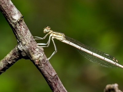 Platycnemis Pennipes — 20250722 — 60 × 40 cm