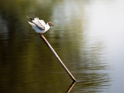 Chroicocephalus Ridibundus — Mézières-en-Brenne — 70 × 50 cm