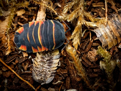 Merulanella Sp Ember Bee — 70 × 50 cm