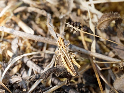 Chorthippus Biguttulus Group — Venoy — 60 × 40 cm