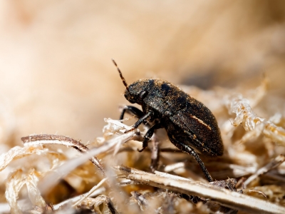 Odontoscelis Fuliginosa — Cheny — 70 × 50 cm