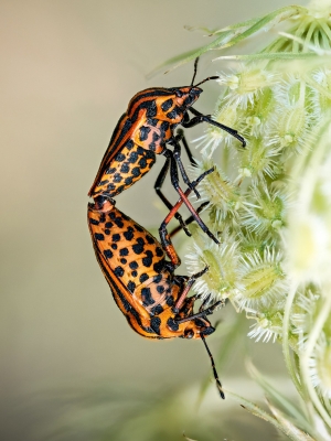 Striped Shield Bug in Cheny — 40 × 60 cm